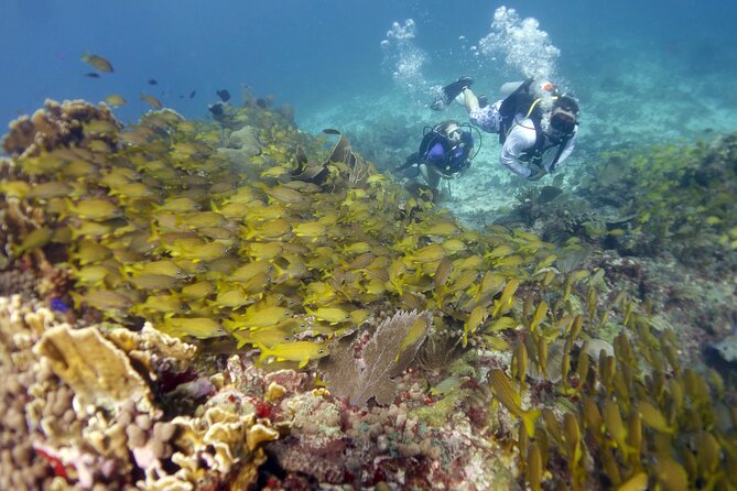 PADI Discover Scuba Diving for Divers Without Certification - Traveler Reviews