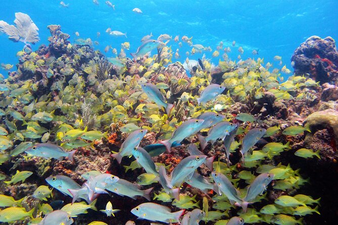 PADI Discover Scuba Diving for Divers Without Certification - Underwater World Exploration