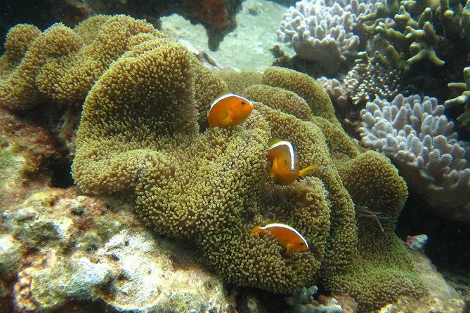 PADI Discover Scuba Diving - Introduction Program for Beginners - Diving Experience