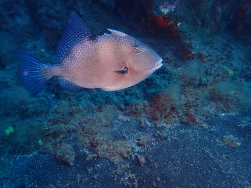 PADI Discover Scuba Diving Los Cancajos La Palma - Instructor Information