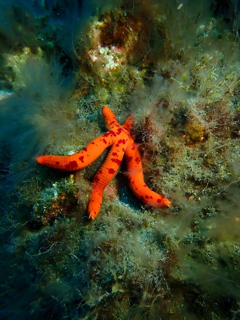 PADI Discover Scuba Diving Los Cancajos La Palma - Suitability and Restrictions