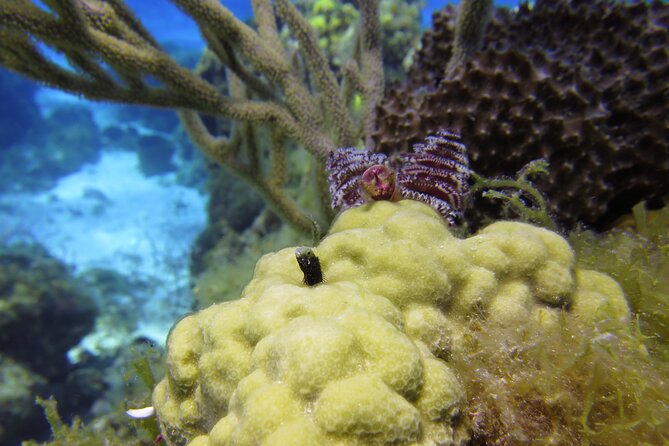 PADI Discover Scuba Diving Program in the Riviera Maya - Experienced Instructor Support