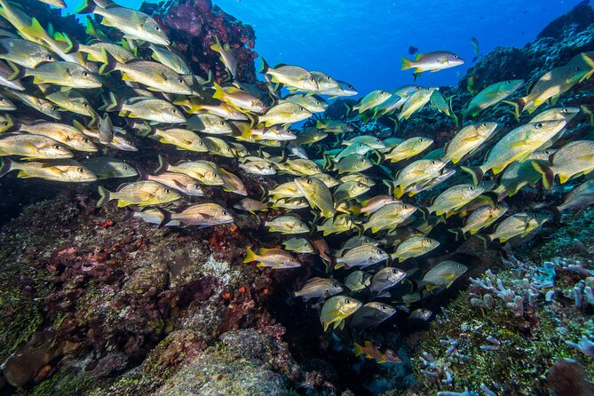 PADI Discover Scuba Diving Tour in Cozumel - Meeting and Transportation