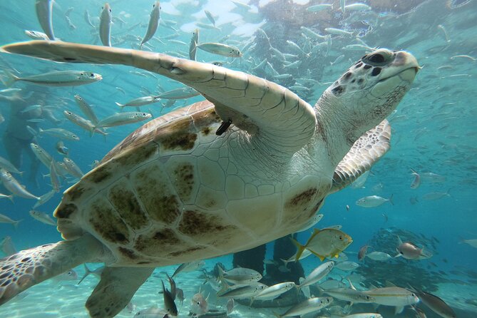 PADI Open Water Course - Scuba Diving Basics