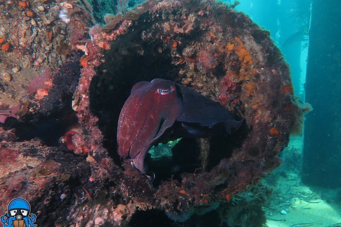 PADI Open Water Course - Meeting and Pickup Details