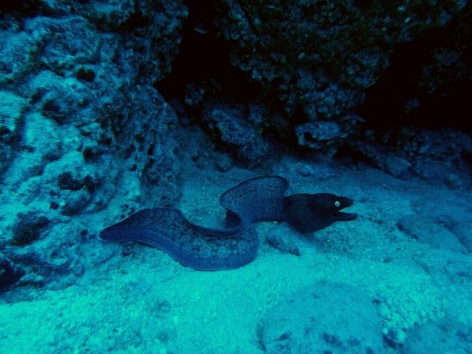 PADI Open Water Course in 3 Days - About the Instructors