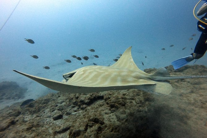 PADI Open Water Course in Costa Adeje - Inclusions and Amenities