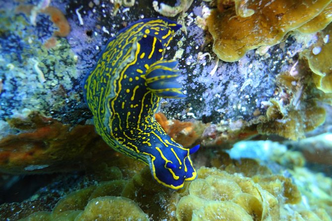 PADI Open Water Course in Costa Adeje - Pickup and Meeting Points