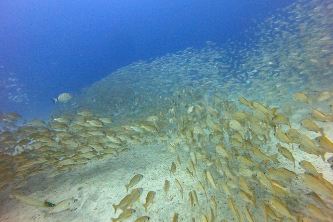 PADI Open Water Course in Costa Adeje - Booking and Confirmation Process