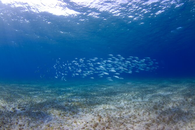 PADI Open Water Course in Gran Canaria - Location and Ratings