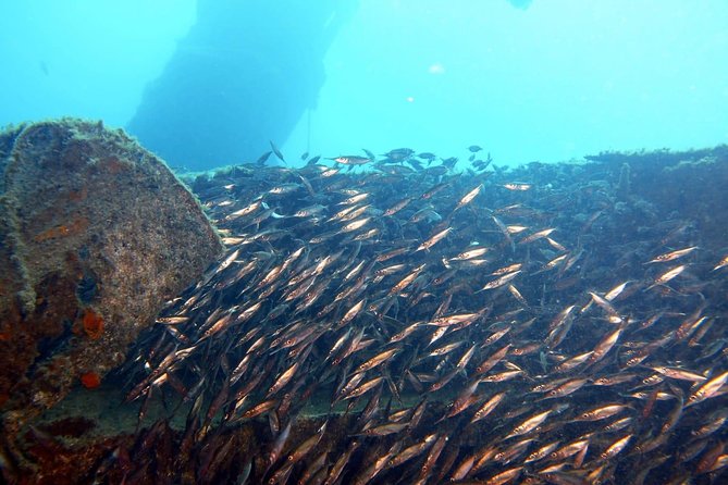 PADI Open Water Course in Gran Canaria - Pool Dives and Open-Water Dives
