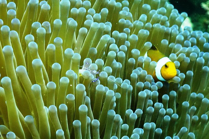 PADI Open Water Course in Menjangan - Health and Safety