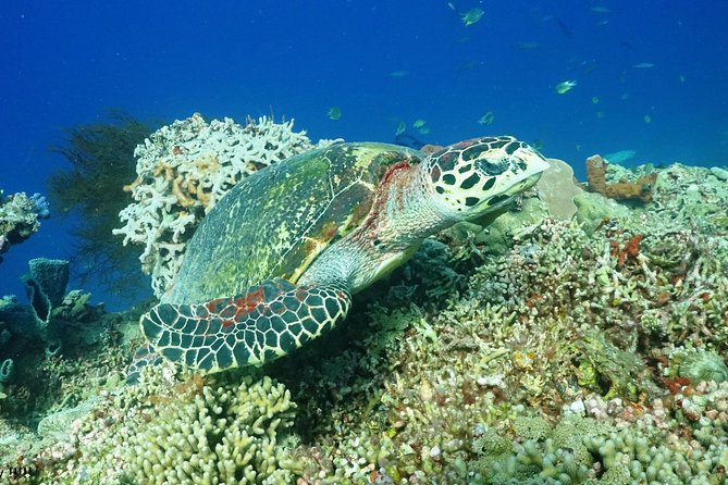 PADI Open Water Course in Menjangan - Dive Site and Activities