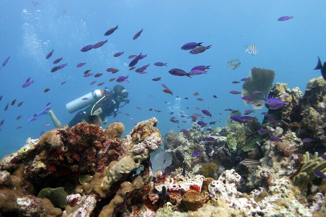 PADI Open Water Diver Course - Reviews and Ratings