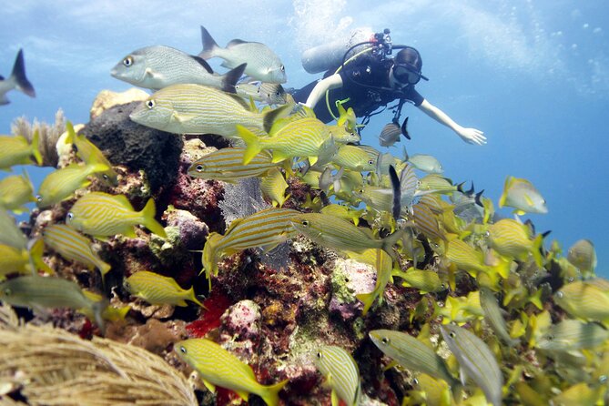 PADI Open Water Diver Course - Participant Requirements
