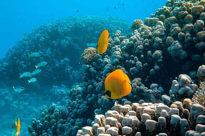 PADI Open Water Diver Course | For beginners - Who Should Consider This Course?