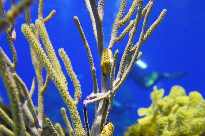 PADI Open Water Diver Course in the Riviera Maya - Inclusions