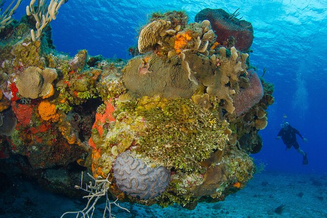 PADI Open Water Diver Course in the Riviera Maya - Pickup and Meeting Details