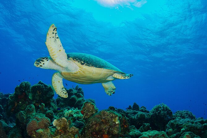 PADI Open Water Diver Course in the Riviera Maya - Certification Process