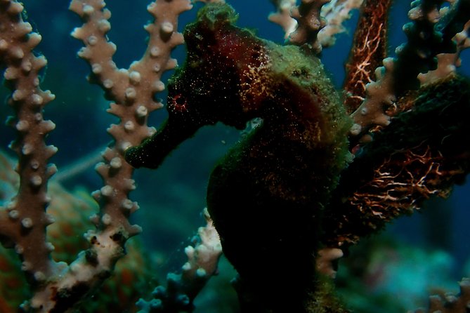 PADI Open Water Diving Course - Diving Location and Center
