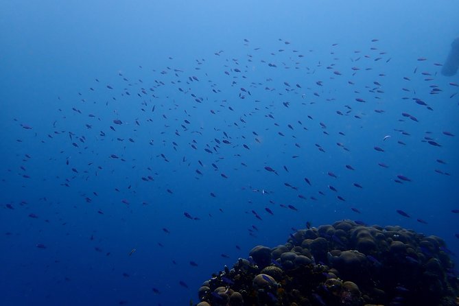 PADI Open Water Diving Course - Instructor Qualifications