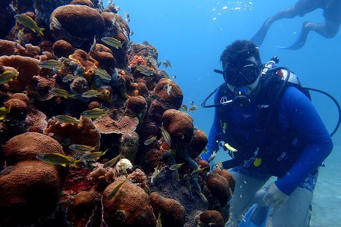 PADI Open Water Diving Course - Traveler Feedback and Ratings