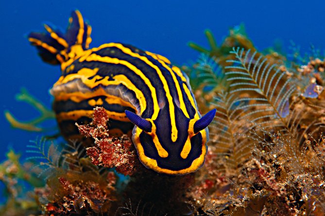PADI ReActivate Course - Instructor Guidance Included