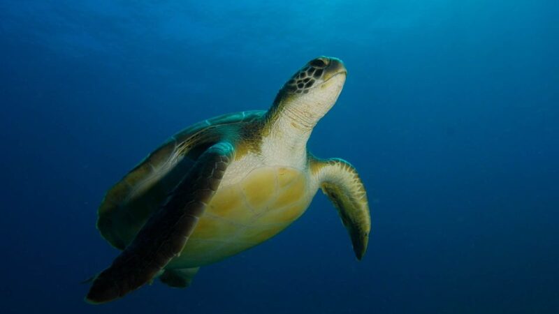 PADI ReActivate Course - Activity Description
