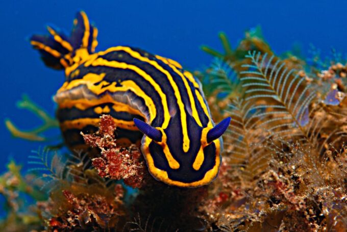 PADI ReActivate Course - PADI Professionals Guidance