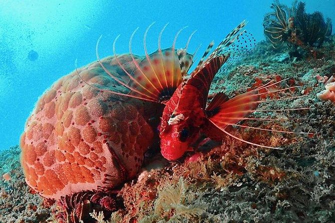 PADI Rescue Diver - Group Size and Restrictions