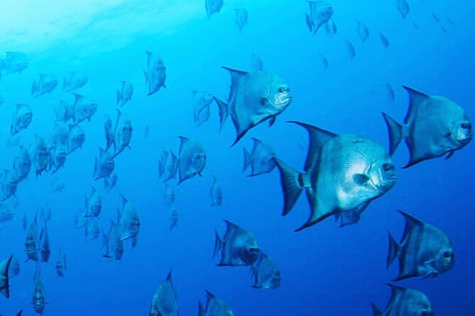 PADI Rescue Diver Course - Key Points