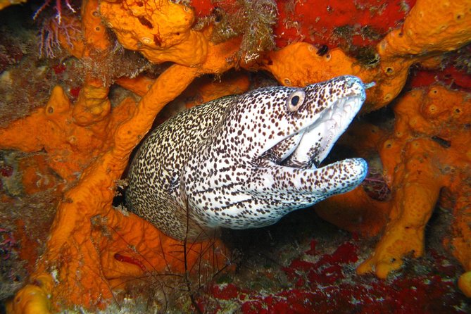 PADI Scuba Dive Course in Costa Adeje - Traveler Photography Opportunities