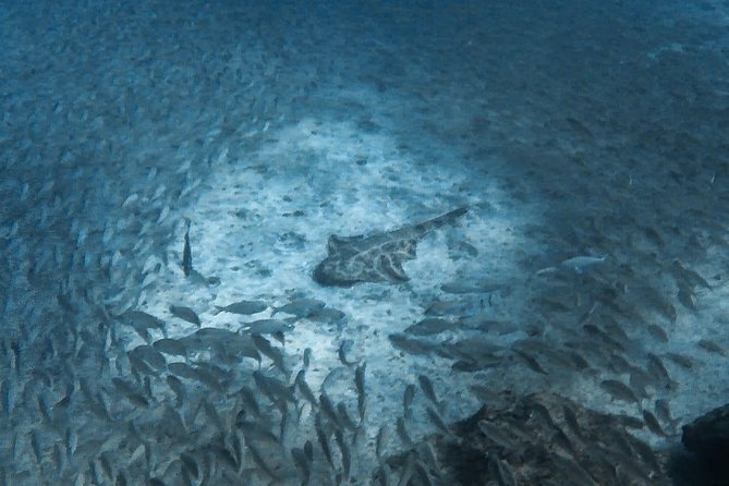 PADI Scuba Diver Course in Puerto De Mogan - PADI Open Water Registration