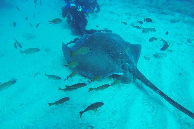 PADI Scuba Diving Courses in Tenerife: All Specialities Until Divemaster - Certified PADI Instructors