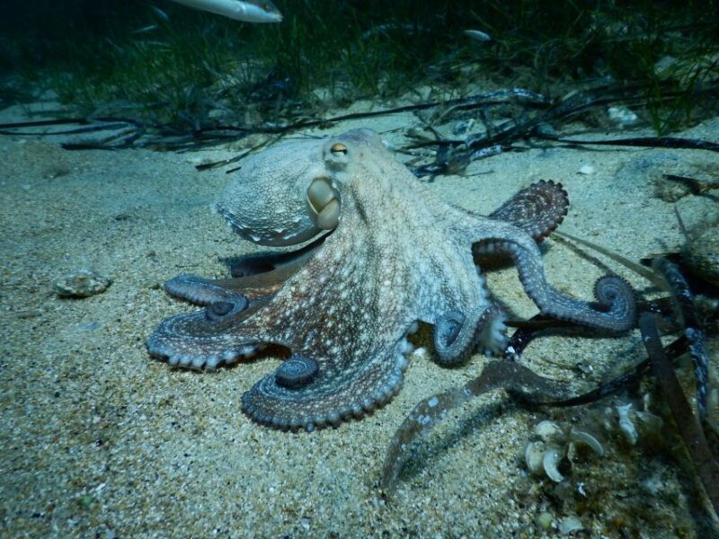 PADI Scuba Diving Program for Beginners in Peloponesse - Underwater Skills and Exploration