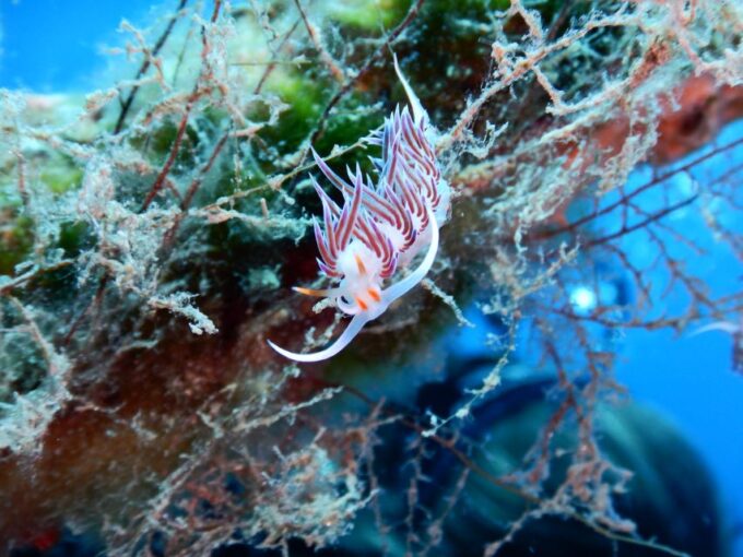 PADI Scuba Diving Program for Beginners in Peloponesse - Marine Life Observation