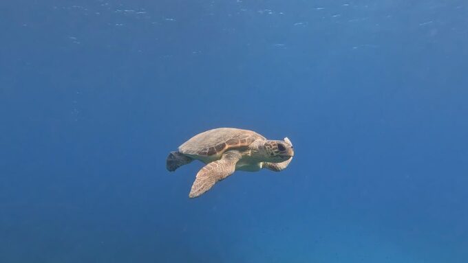 PADI Scuba Diving Program for Beginners in Peloponesse - Inclusions and Exclusions