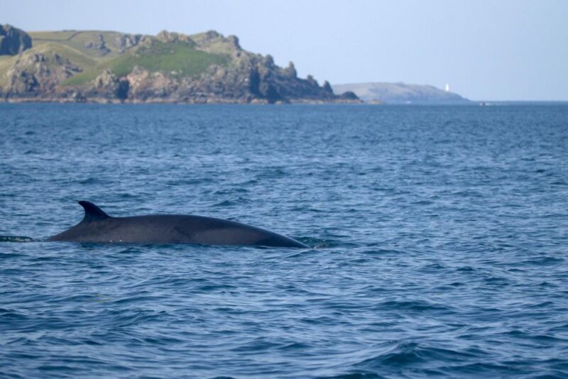 Padstow: Guided RIB Sealife Safari - Traveling by RIB to the Atlantic