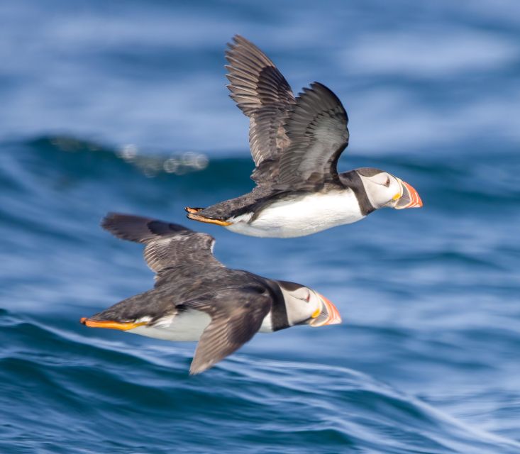 Padstow: Guided RIB Sealife Safari - Spotting Marine Wildlife Along the Coast