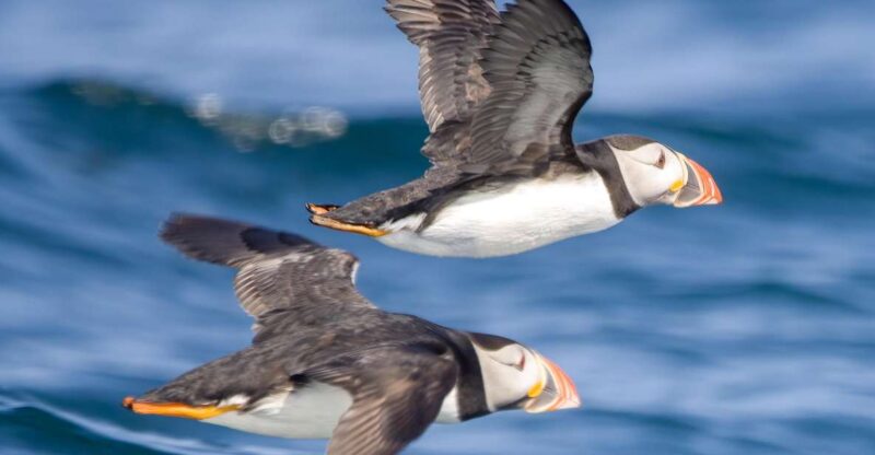 Padstow: Guided RIB Sealife Safari - Capturing Photos of Wildlife and Coastline