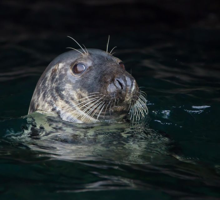 Padstow: Guided RIB Sealife Safari - Life Jackets and Waterproof Gear Provided