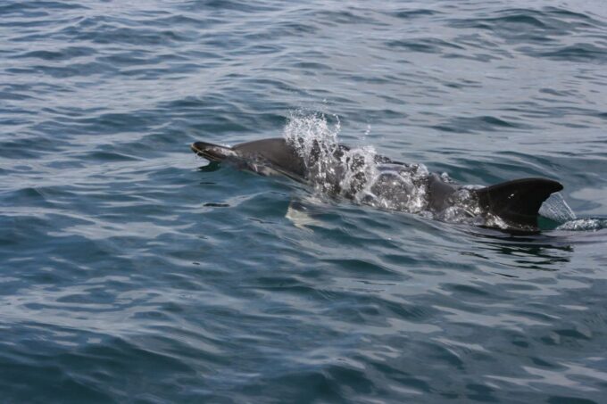 Padstow: Guided RIB Sealife Safari - Considerations for Certain Health Conditions