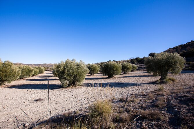Paella, Olive Oil, Wine & Relax in Rural Estate Outside Madrid - Handmade Mineral and Herbal Soaps