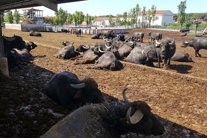 Paestum and Dairy Day Tour From Naples - Meeting and Pickup Details
