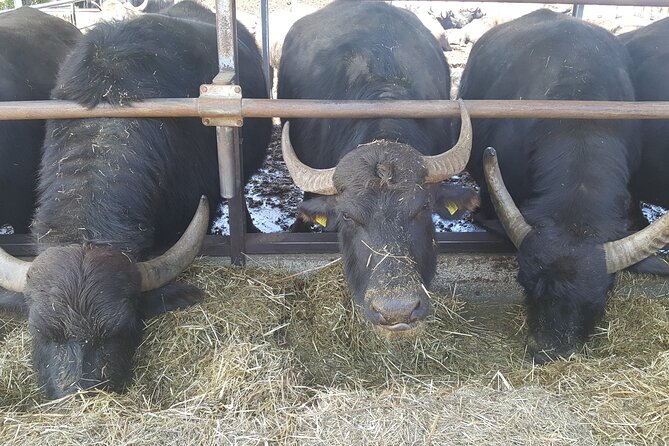 Paestum and Dairy Day Tour From Naples - Additional Information
