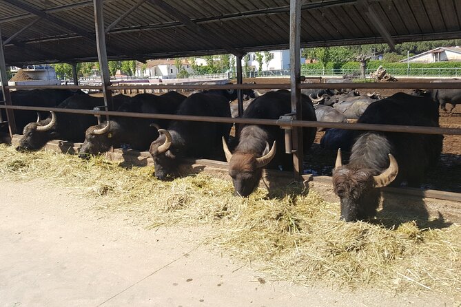 Paestum and Dairy Day Tour From Naples - Farm and Tasting Session