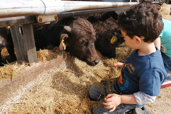 Paestum Traditions, Buffaloes, Ceramics, Temples - Cultural Exchange