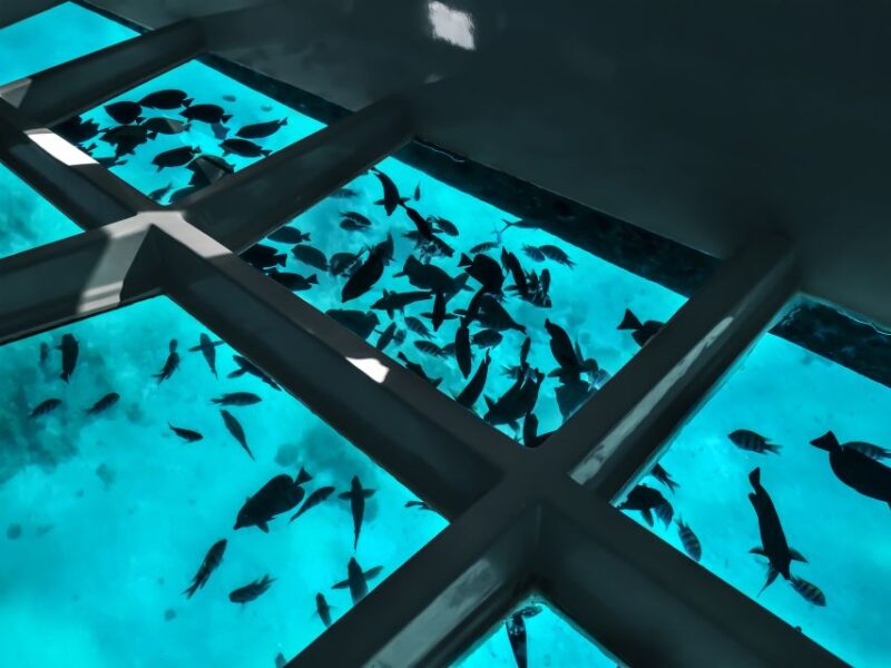 Paihia: Glass Bottom Boat Tour to the Hole in the Rock - Tour Highlights