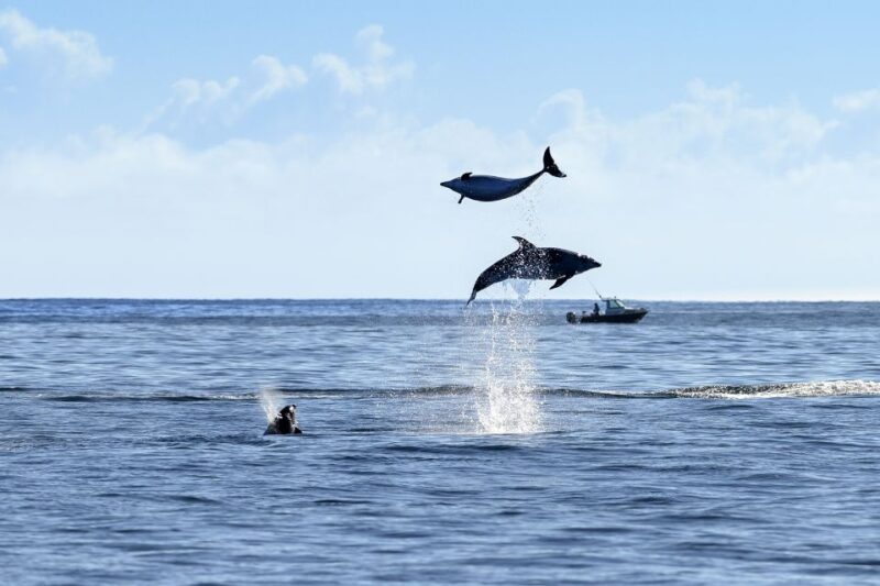 Paihia/Russell: Hole in the Rock and Bay of Islands Cruise - Itinerary and Sights