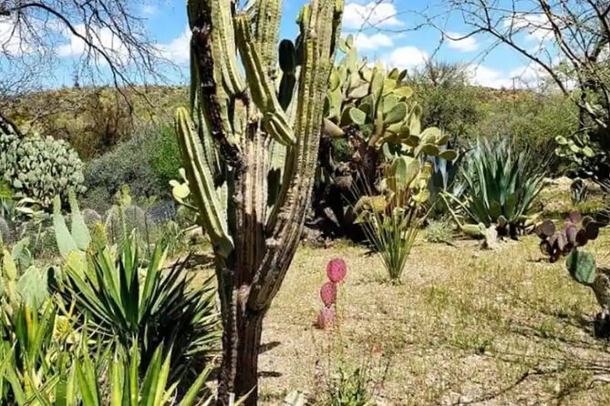 PAINTING in Arizona Nature Trail - Pricing and Reviews